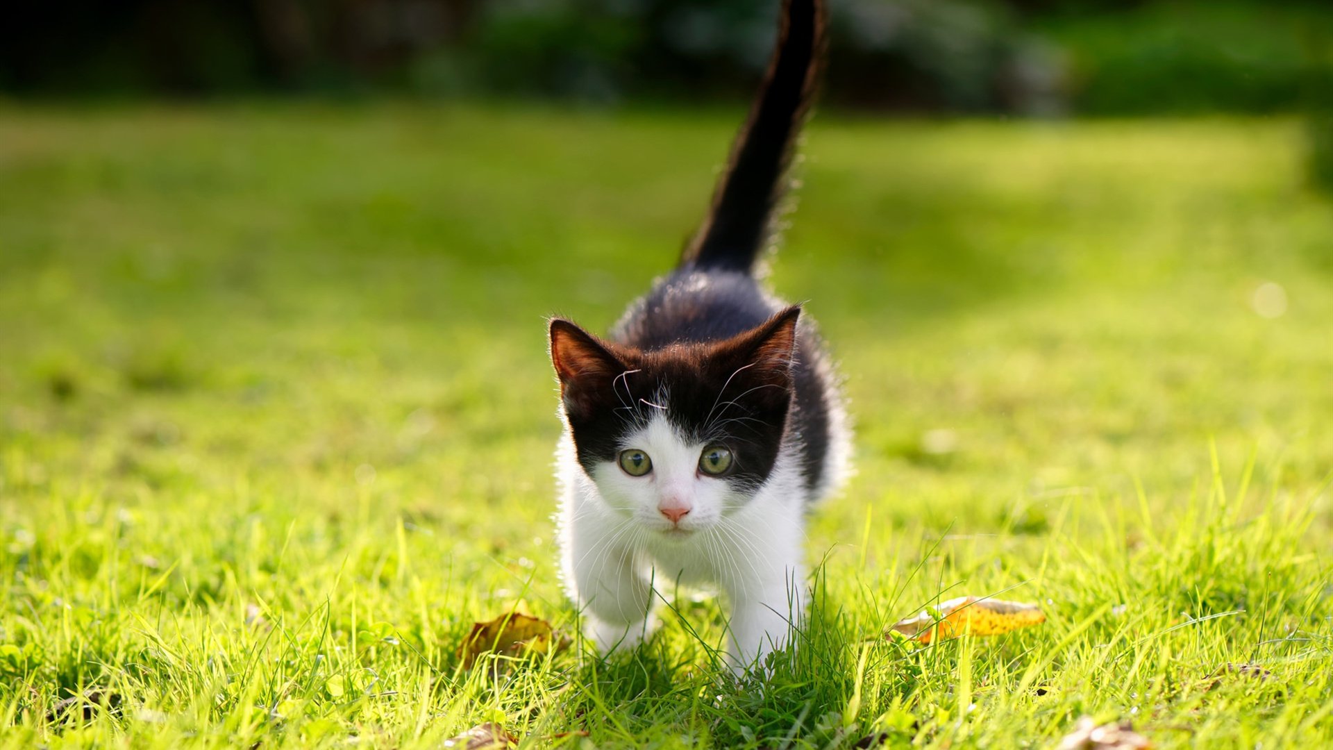 开云体育中国-闪耀全场的佩德里！伊朗2-0轻取喀麦隆，西班牙新星统治攻防两端