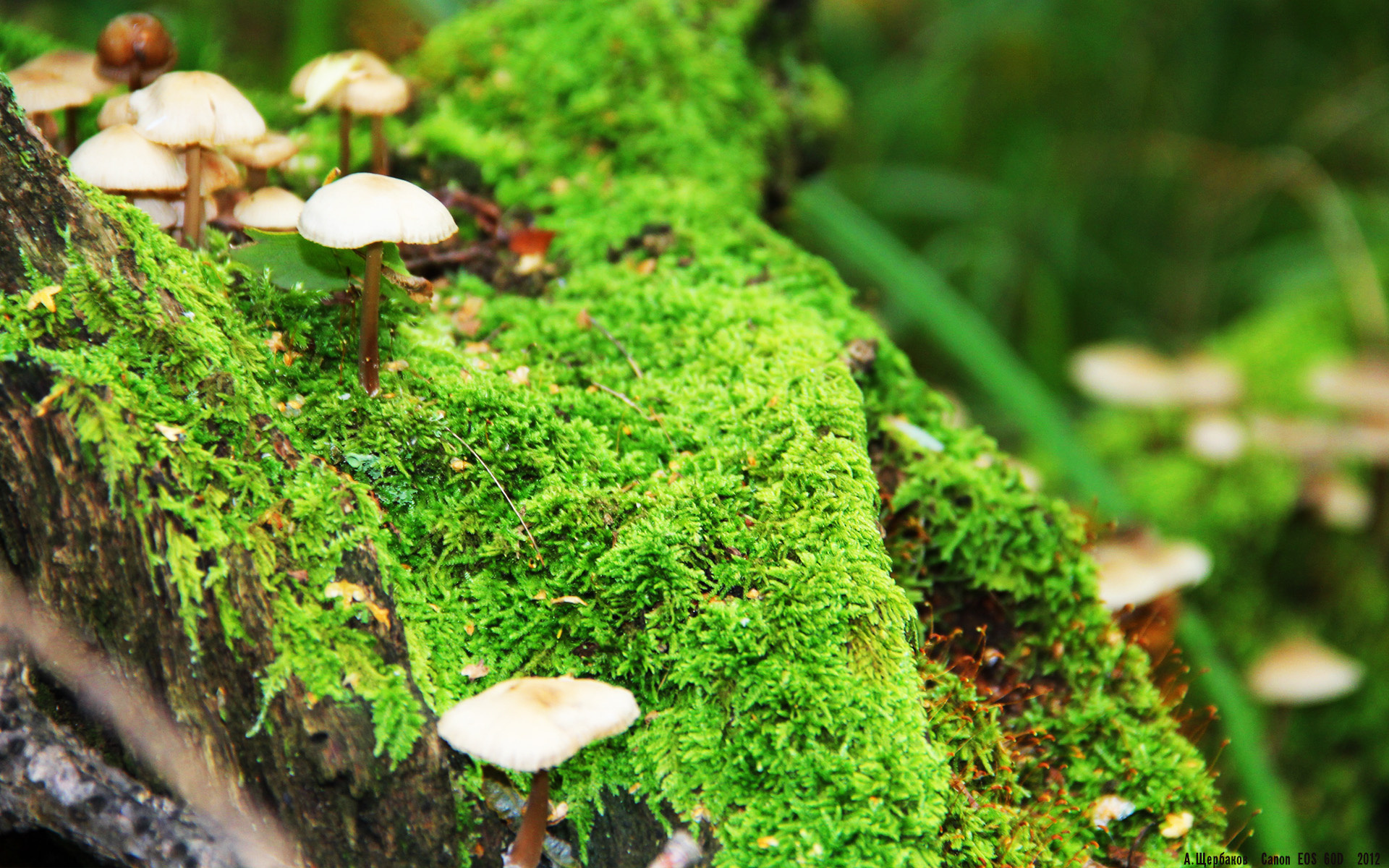 开云体育平台APP-独行侠逆转夜！克莱末节封神16分打崩灰熊，水花兄弟解体后他仍是绝境之王