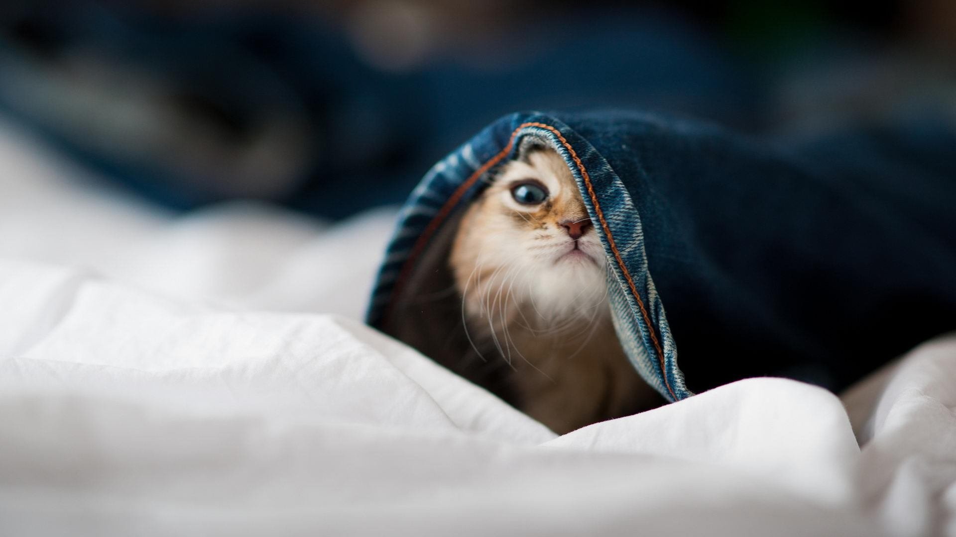 战术教科书！格列兹曼大师级演出映衬阿森纳青春风暴，枪手三球完胜皇马敲响时代强音